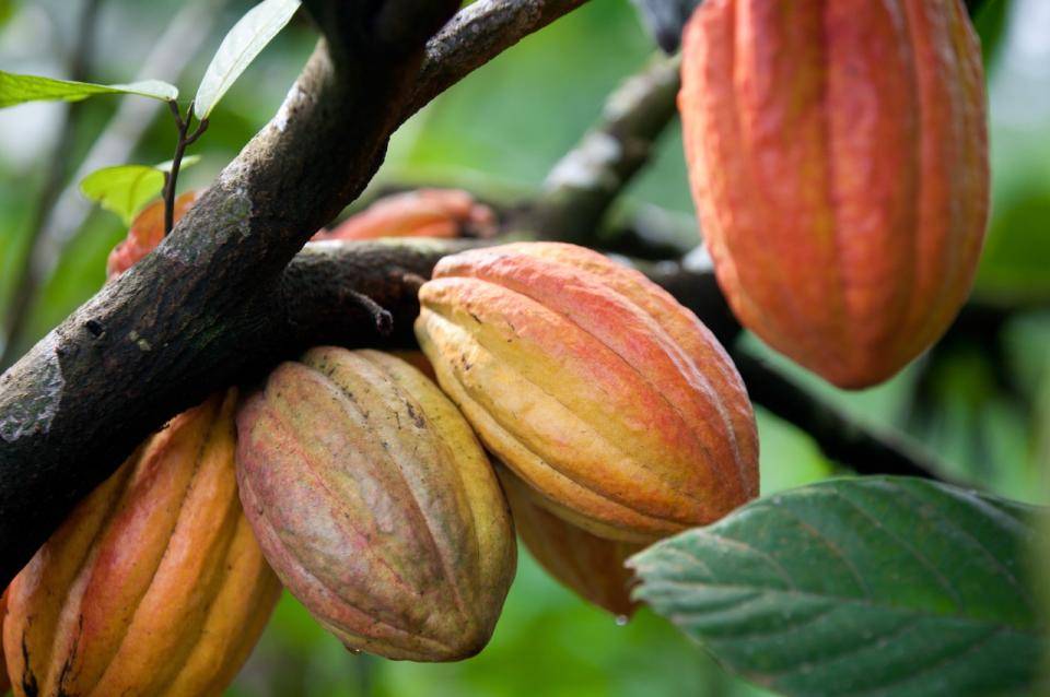cacau-fruta